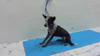 Australian Cattle Dog Blue Heeler Dogs Available for Adoption in Houston, Texas - A2067779 | PetCurious