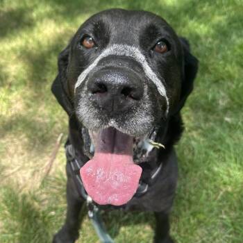Lalo -  Labrador Retriever Dog for Adoption in Indianapolis, Indiana - Lalo | PetCurious