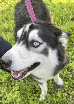 Siberian Husky Dogs Available for Adoption in Fort Myers, Florida - OLIVER | PetCurious