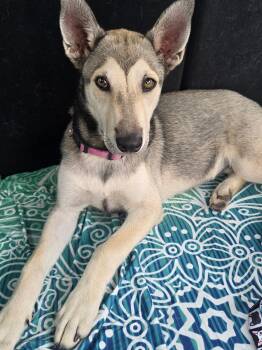 Husky and Chow Chow Dogs Available for Adoption in Harlingen, Texas - Maggie | PetCurious