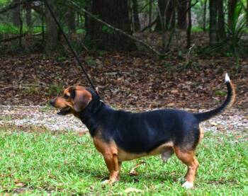 Paddy -  Beagle Dog for Adoption in Willingboro, New Jersey - Paddy | PetCurious
