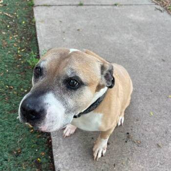 Bart D11834 -  Pit Bull Terrier and American Staffordshire Terrier Dog for Adoption - Bart D11834 | PetCurious