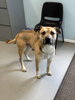 Mixed Breed Dogs Available for Adoption in Big Rapids, Michigan - Cooper | PetCurious