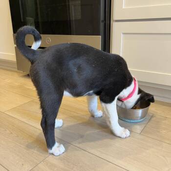 Ella -  Collie and Border Collie Dog for Adoption in Austin, Texas - Ella | PetCurious