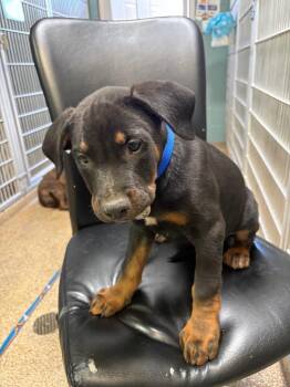 Wunderbar -  Rottweiler and Pit Bull Terrier Dog for Adoption in Carson City, Nevada - Wunderbar | PetCurious