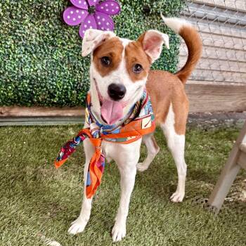 Terrier Dogs Available for Adoption - Wyatt | PetCurious