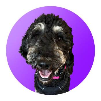 Velma -  Bernese Mountain Dog and Standard Poodle Dog for Adoption in Pacific Grove, California - Velma | PetCurious