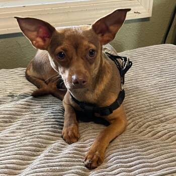 Chihuahua Dogs Available for Adoption in Pittsburg, Kansas - Louie | PetCurious