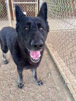 Zorro A219207 -  German Shepherd Dog Dog for Adoption in Plano, Texas - Zorro A219207 | PetCurious