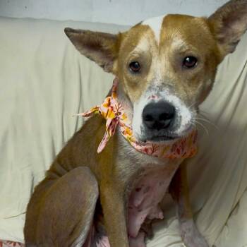 Rescue Australian Cattle Dog Blue Heeler and Mixed Breed Dogs for Adoption in Tomball, Texas - Chrissy | PetCurious