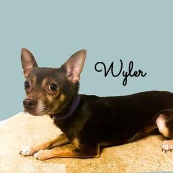 Rescue Chihuahua Dogs for Adoption in Tulsa, Oklahoma - Wyler | PetCurious