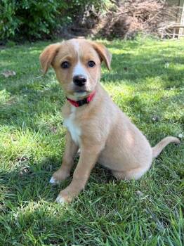 Mixed Breed Dogs Available for Adoption in Monticello, Minnesota - Coral | PetCurious