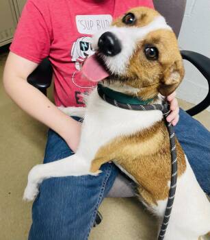 Jack Russell Terrier Dogs Available for Adoption in Waverly, Tennessee - WINSTON | PetCurious