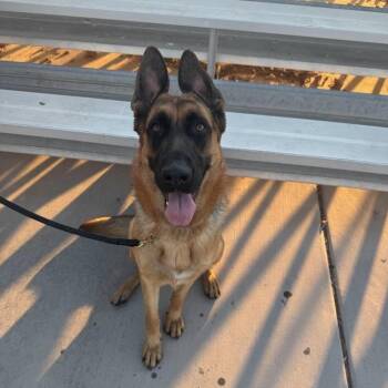 Karly -  German Shepherd Dog Dog for Adoption in Las Vegas, Nevada - Karly | PetCurious