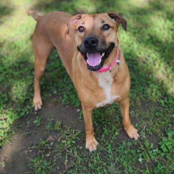 Hazel -  Labrador Retriever Dog for Adoption in Broken Arrow, Oklahoma - Hazel | PetCurious