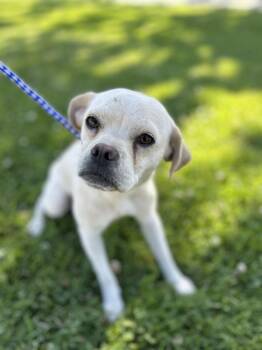 Slinky -  Chihuahua Dog for Adoption in Victorville, California - Slinky | PetCurious
