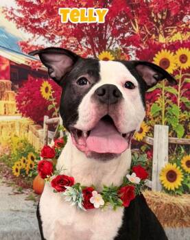 Telly -  Mixed Breed Dog for Adoption in Flint, Michigan - Telly | PetCurious