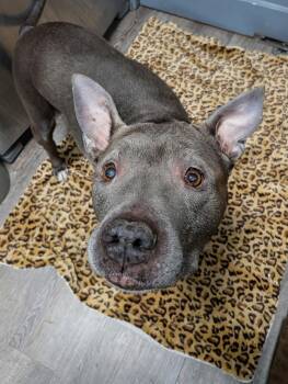 American Staffordshire Terrier Dogs Available for Adoption - Dorothy | PetCurious