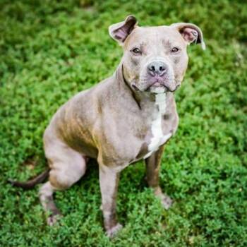 Mixed Breed Dogs Available for Adoption in Merriam, Kansas - Lucy | PetCurious