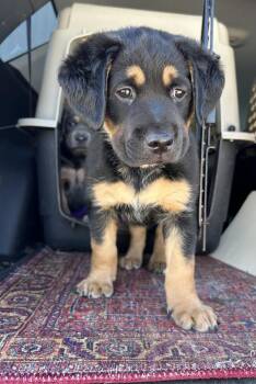 Royce -  Rottweiler Dog for Adoption in Brownstown, Indiana - Royce | PetCurious
