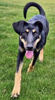 Doberman Pinscher and German Shepherd Dog Dogs Available for Adoption in Salt Lake City, Utah - Hugo | PetCurious