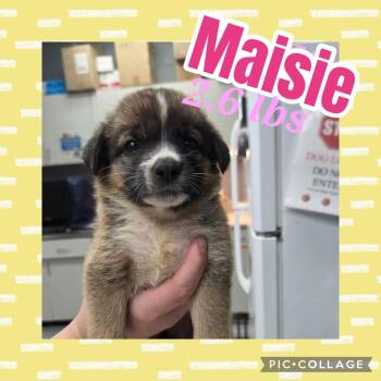 Maisie -  German Shepherd Dog and Labrador Retriever Dog for Adoption in Ringwood, New Jersey - Maisie | PetCurious