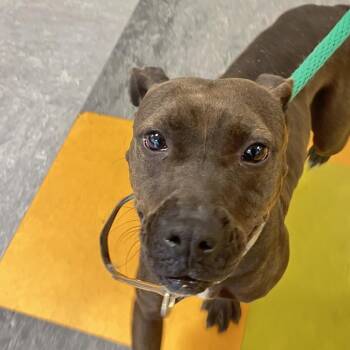 Juno -  Mixed Breed Dog for Adoption in Philadelphia, Pennsylvania - Juno | PetCurious