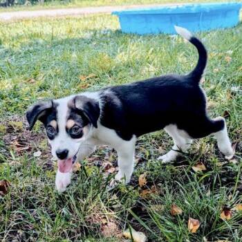 Olivia -  Border Collie and Labrador Retriever Dog for Adoption in Sanford, North Carolina - Olivia | PetCurious