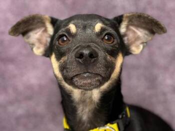 Almond -  Miniature Pinscher Dog for Adoption in Portland, Oregon - Almond | PetCurious