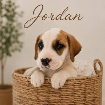 Jordan -  Mixed Breed Dog for Adoption in Phoenix, Arizona - Jordan | PetCurious