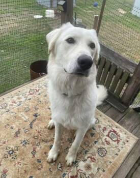 Great Pyrenees Dogs Available for Adoption - Merlin | PetCurious