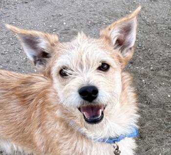 Rescue Terrier Dogs for Adoption in Golden, Colorado - Lil Dude | PetCurious