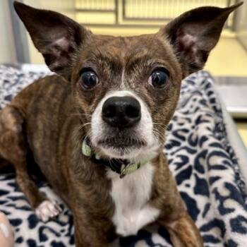 Rescue Chihuahua and Mixed Breed Dogs for Adoption in Wichita, Kansas - Rex | PetCurious
