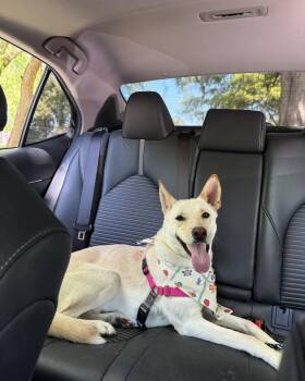 German Shepherd Dog and Husky Dogs Available for Adoption - Rue | PetCurious