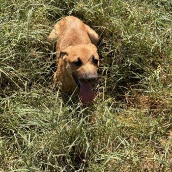 Biggie -  Rhodesian Ridgeback Dog for Adoption - Biggie | PetCurious