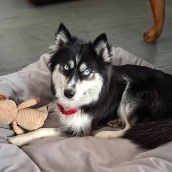 Sydney -  Husky and Border Collie Dog for Adoption in Los Angeles, California - Sydney | PetCurious