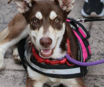 Rescue Husky Dogs for Adoption in Pflugerville, Texas - Hugo | PetCurious