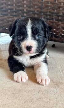 Border Collie Dogs Available for Adoption in Dallas, Texas - Bingo | PetCurious