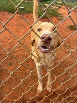 Simon -  Golden Retriever Dog for Adoption in Munfordville, Kentucky - Simon | PetCurious