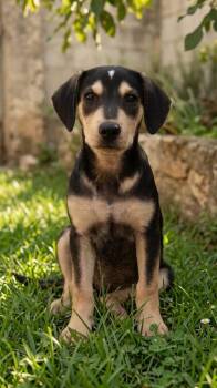 Alessandro -  Labrador Retriever Dog for Adoption in San Diego, California - Alessandro | PetCurious