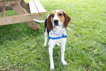 Ella -  Coonhound and Mixed Breed Dog for Adoption in Kansas City, Missouri - Ella | PetCurious