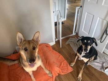 Marge -  German Shepherd Dog Dog for Adoption in Mishawaka, Indiana - Marge | PetCurious
