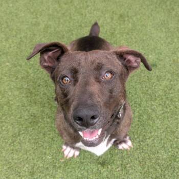 Mulan -  Mixed Breed Dog for Adoption in Gainesville, Georgia - Mulan | PetCurious