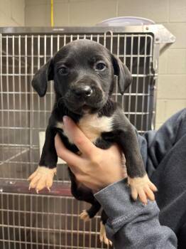 Hound and Mixed Breed Dogs Available for Adoption - Celestia | PetCurious