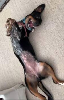 Hound and Mixed Breed Dogs Available for Adoption - Alice | PetCurious