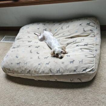 Linda -  Maltese Dog for Adoption in Campton Hills, Illinois - Linda | PetCurious