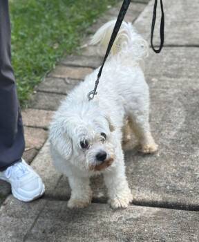 Bayley -  Shih Poo Dog for Adoption in Matthews, North Carolina - Bayley | PetCurious