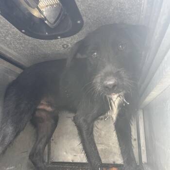 Squirtle -  Terrier Dog for Adoption in Edinburg, Texas - Squirtle | PetCurious