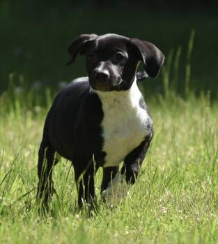 Oakley -  German Shepherd Dog and Rottweiler Dog for Adoption in Mechanicsburg, Pennsylvania - Oakley | PetCurious