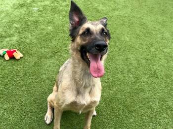 SCOUT -  German Shepherd Dog and Mixed Breed Dog for Adoption in Tustin, California - SCOUT | PetCurious